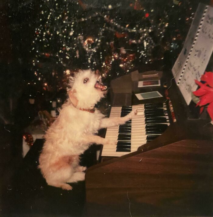 El perro de la infancia de mi papá, Nasty