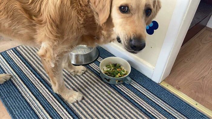 Por lo general recibe un poco de pollo o cerdo en su tazón, si es lo que estamos comiendo. No le gustó que le diéramos ensalada...