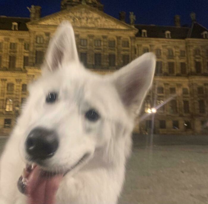 Cuando intentas tomar una fotografía de tu ciudad de noche, pero tu perro la hace diez veces mejor