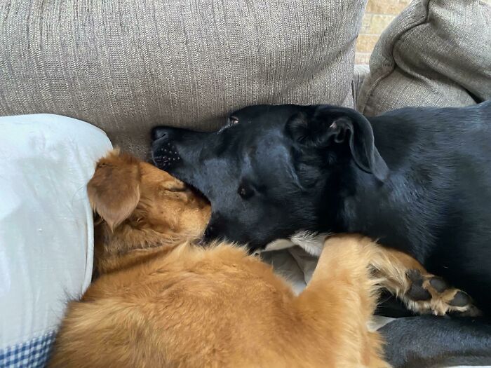 La forma en que mis perros prefieren dormir...