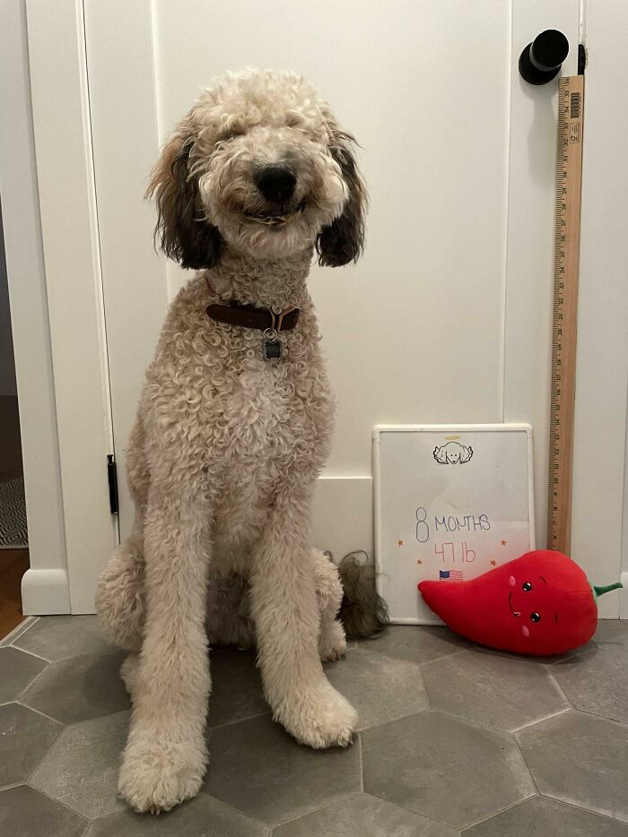 Esta es la cara ridícula que pone Pepper luego de comer mantequilla de maní