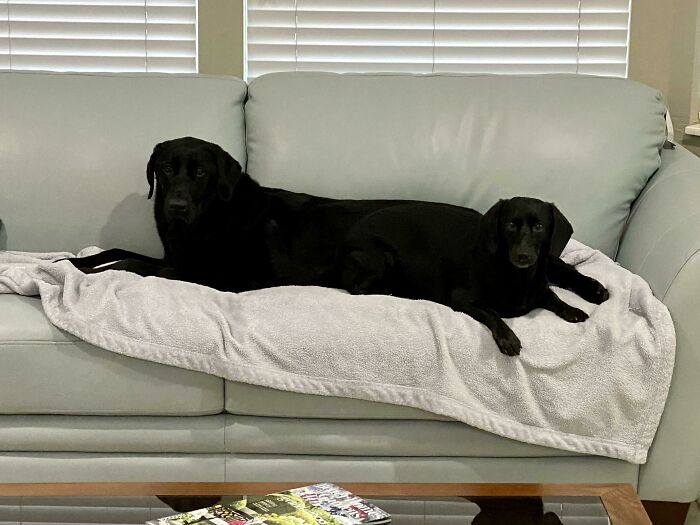 Volví del trabajo y me encontré con que a mi labrador le había crecido otra cabeza en el trasero