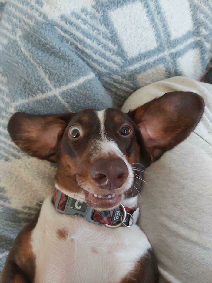 Bueno, les presento a Albert...