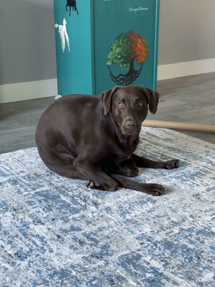 Jamás he visto a un perro sentarse/acostarse de esta manera