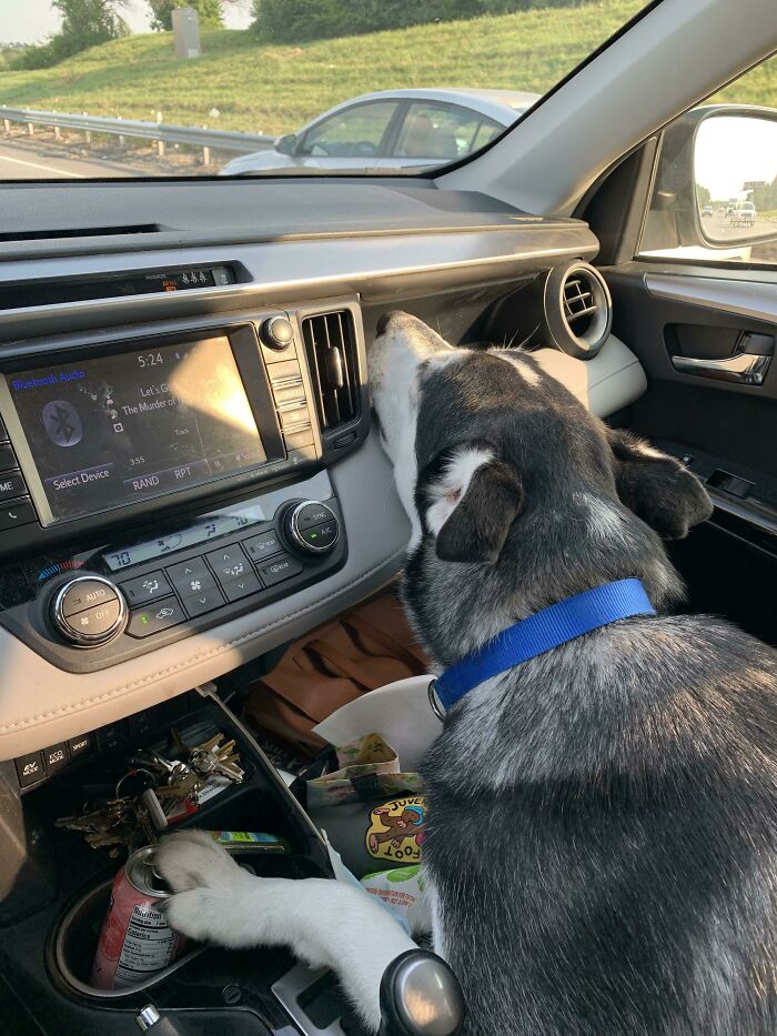 Primer día de guardería para perros. Durmió en esta posición durante todo el trayecto de regreso a casa