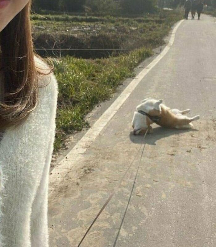 Perro escorpión