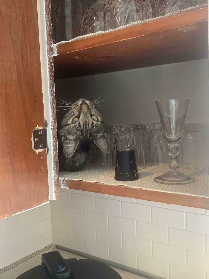 Cat Owners Share The Weirdest Places Their Cats End Up In (50 Pics)