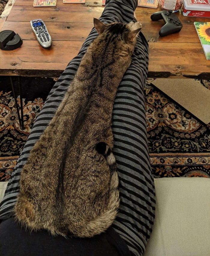 Un gato laaaaaaargo