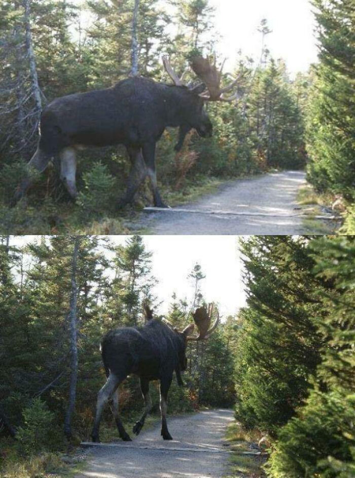 La gente no se da cuenta de los grandes que pueden llegar a ser los alces