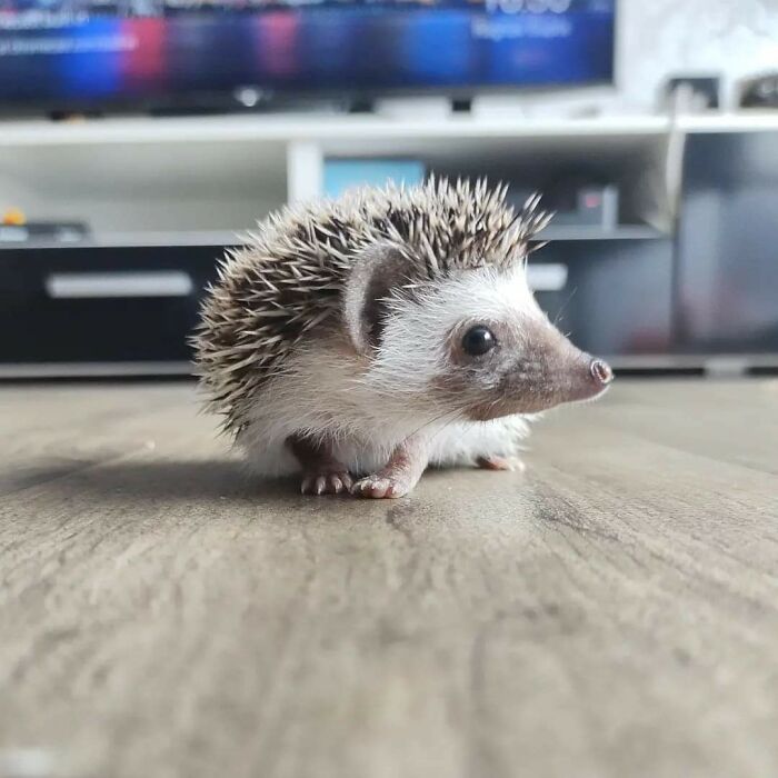 Hoy hemos adoptado a este precioso erizo