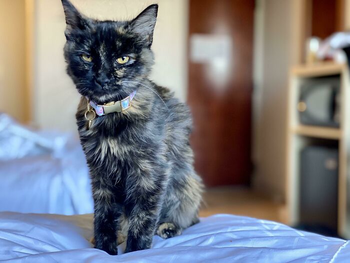Conduje cinco horas para adoptar a esta dulce niña, Mocha. Se salvó tras ser arrojada de un coche en marcha. ¡Es la más gentil y cariñosa niña y será muy amada!
