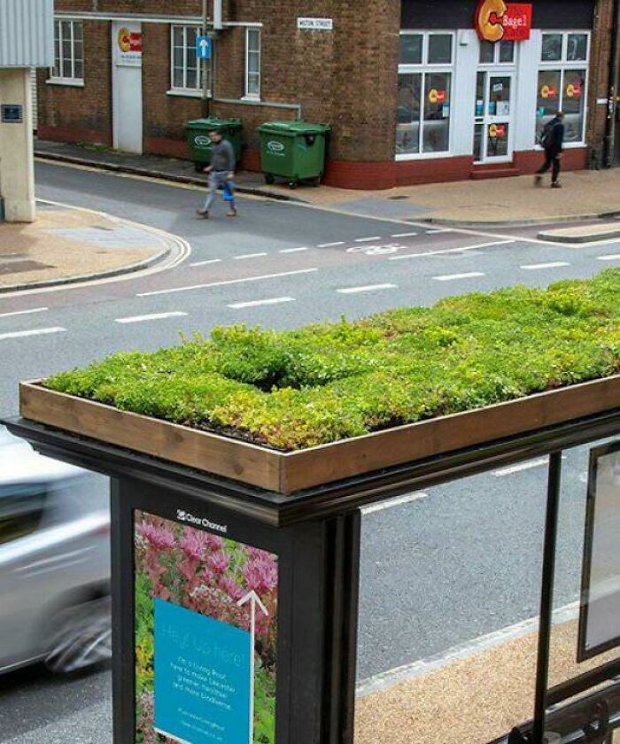 En Leicester convierten las paradas de autobus en paradas para abejas