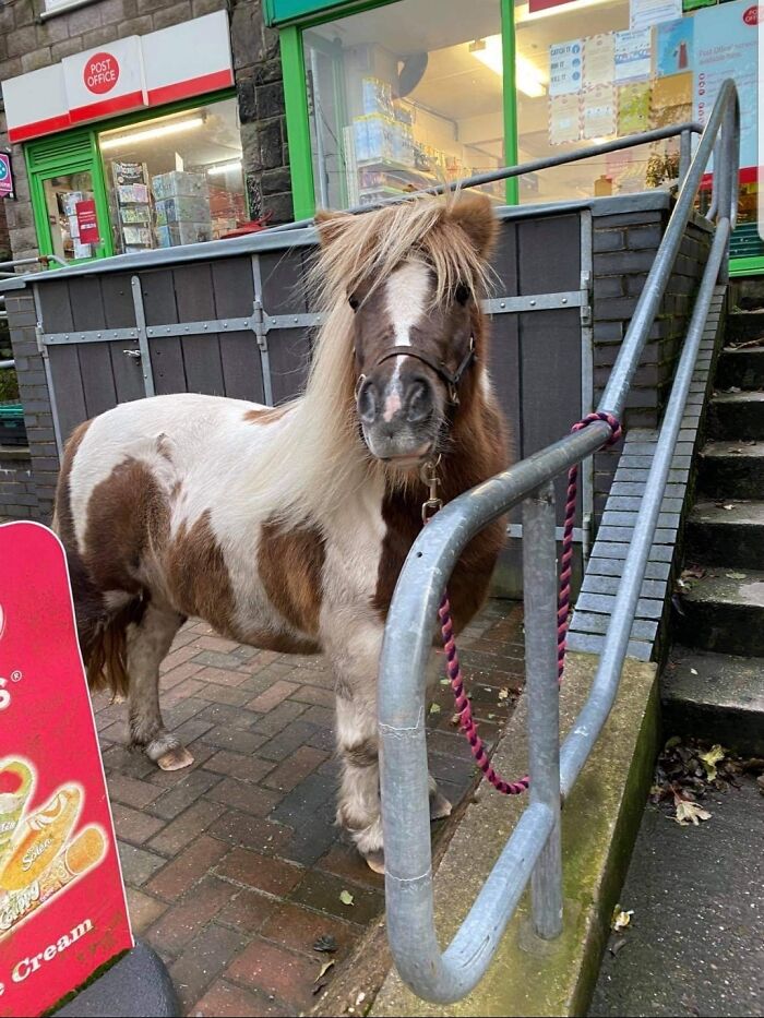 Nada más casual que un pony esperando junto a la oficina de correos