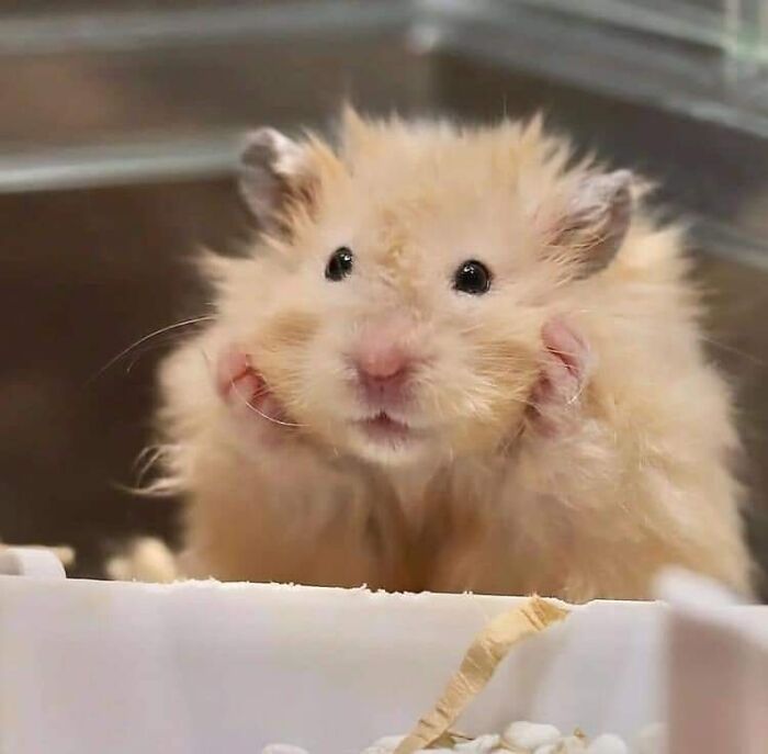 This Facebook Page Is All About Animal Images That Need To Be Seen (50 New Pics)
