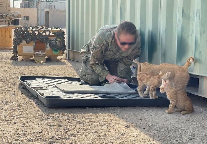 Sargento Bigotes: esta gata y sus 2 gatitos reconfortaron a los soldados mientras estaban en una misión