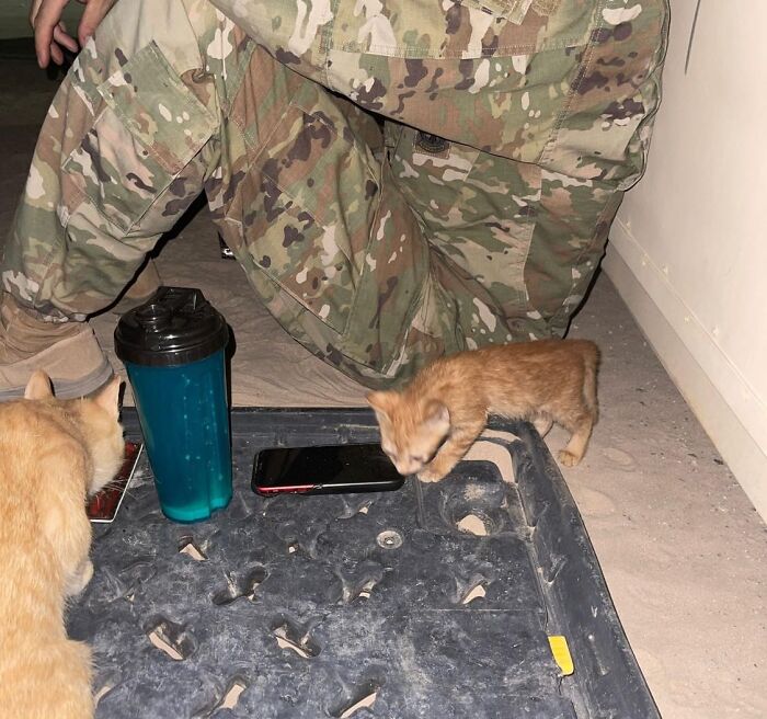 Sargento Bigotes: esta gata y sus 2 gatitos reconfortaron a los soldados mientras estaban en una misión