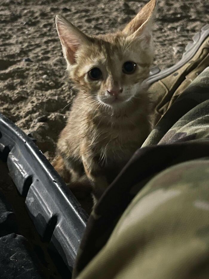 Sargento Bigotes: esta gata y sus 2 gatitos reconfortaron a los soldados mientras estaban en una misión
