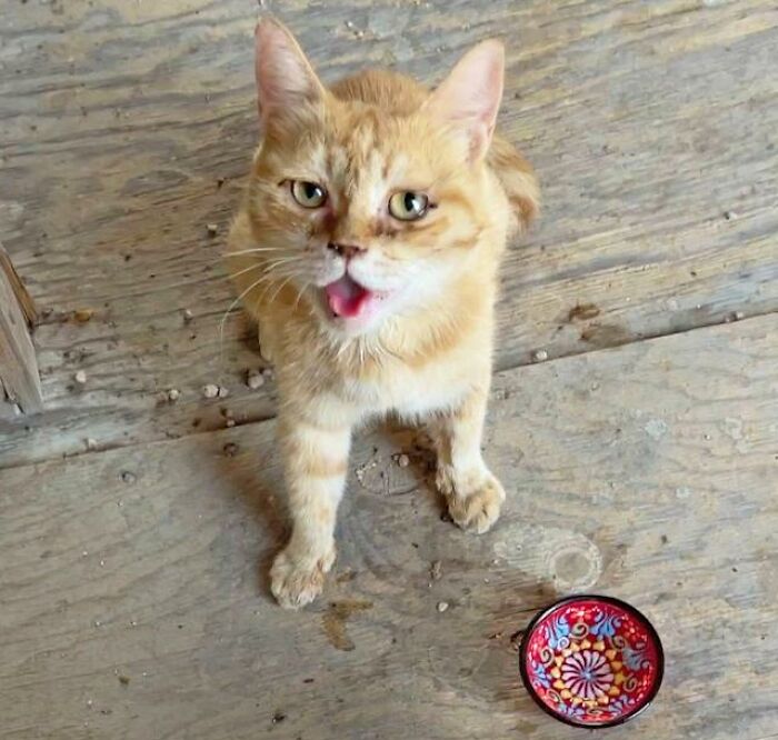 Sargento Bigotes: esta gata y sus 2 gatitos reconfortaron a los soldados mientras estaban en una misión