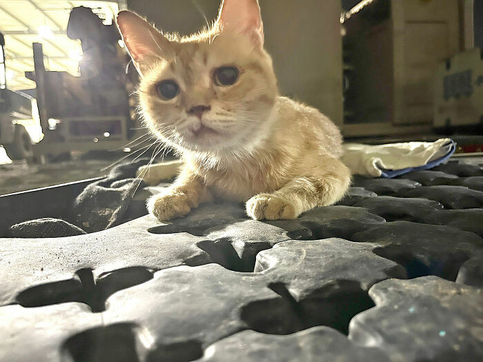 Sargento Bigotes: esta gata y sus 2 gatitos reconfortaron a los soldados mientras estaban en una misión