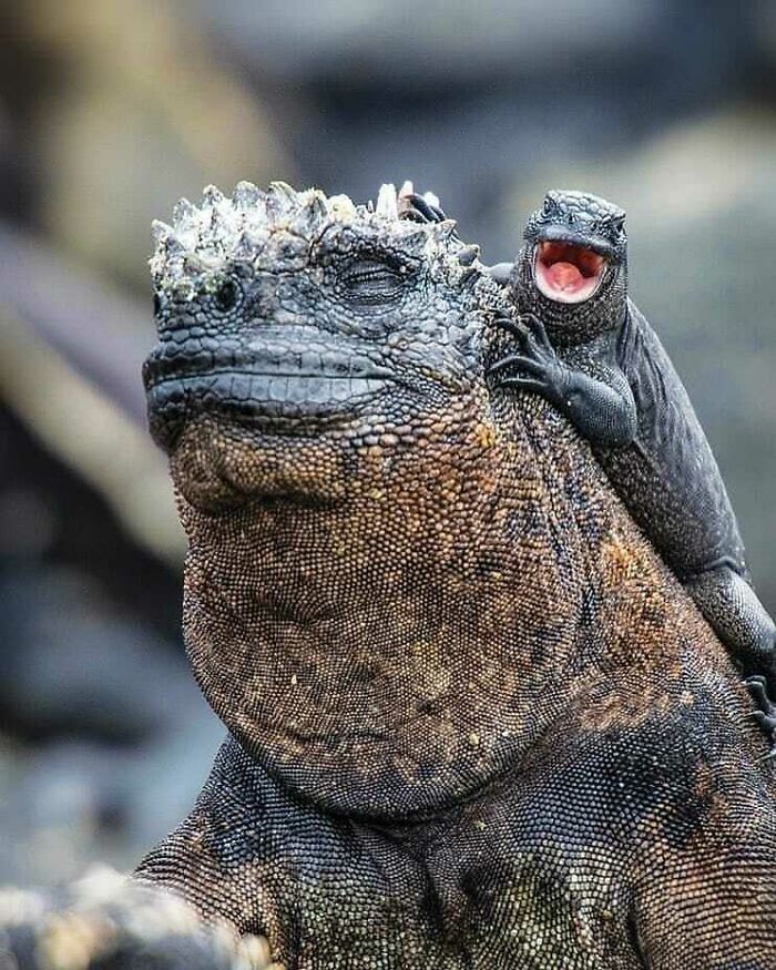 Las Iguanas Marinas Tienen Una Relación Mutua Con Los Lagartos De Lava, Ya Que Éstos Suelen Correr Sobre Ellas Para Cazar Moscas