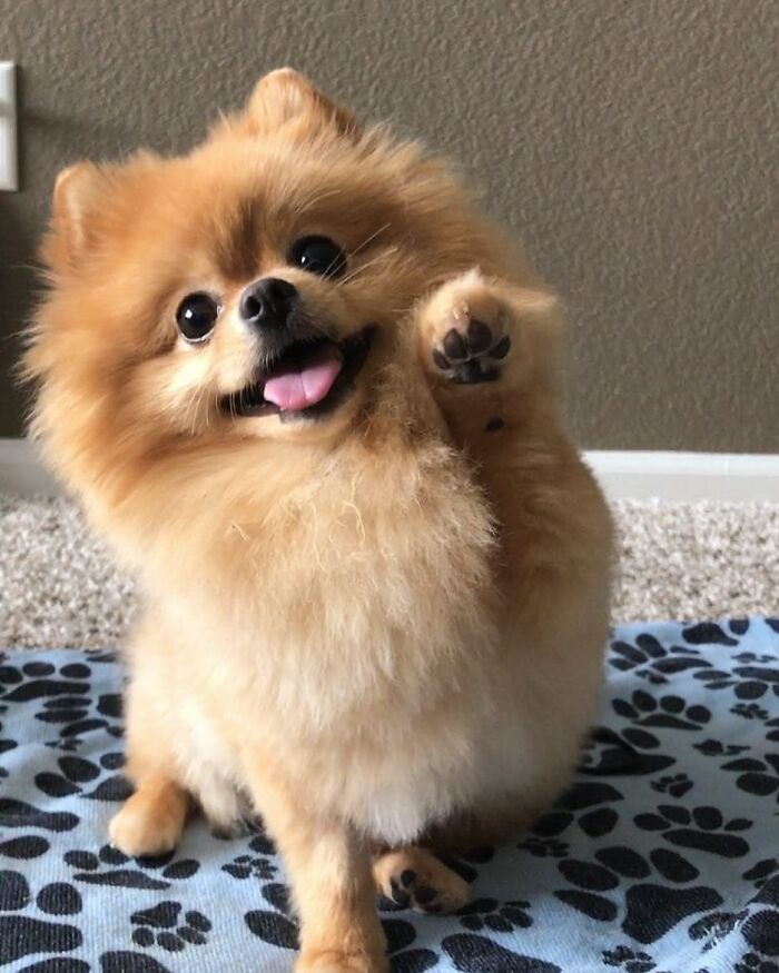 Pomeranio