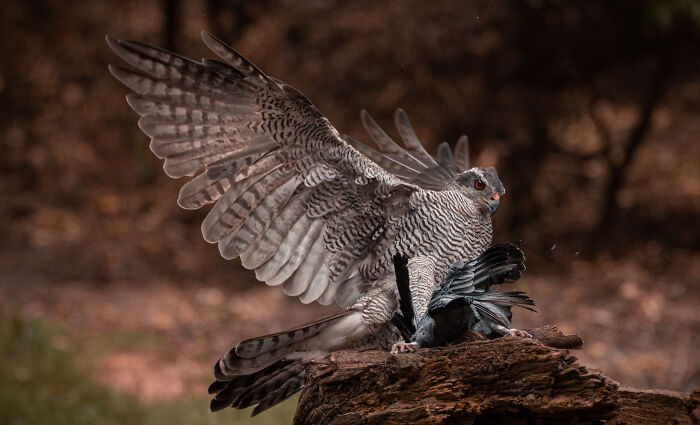 I’ve Spent 5 Years Capturing Perfectly Timed Action Shots Of Animals In Nature (35 Pics)
