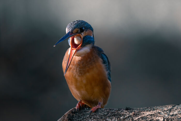 I’ve Spent 5 Years Capturing Perfectly Timed Action Shots Of Animals In Nature (35 Pics)