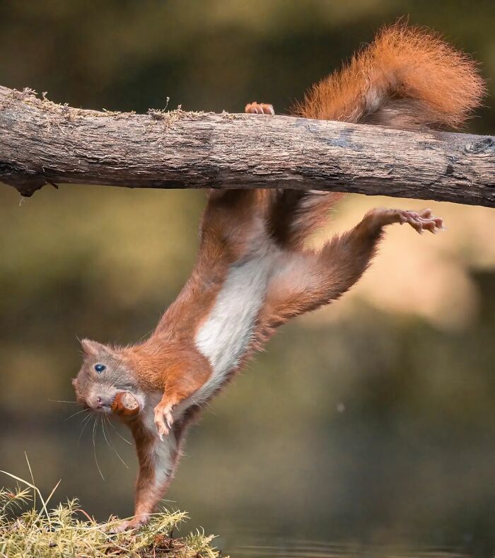 I’ve Spent 5 Years Capturing Perfectly Timed Action Shots Of Animals In Nature (35 Pics)