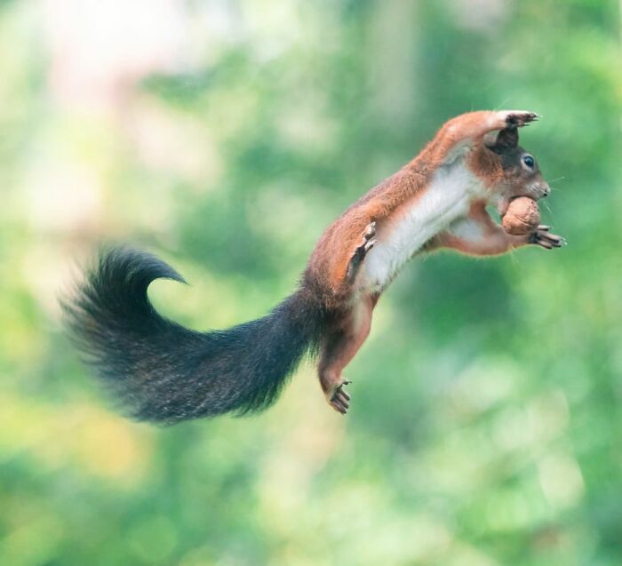 I’ve Spent 5 Years Capturing Perfectly Timed Action Shots Of Animals In Nature (35 Pics)