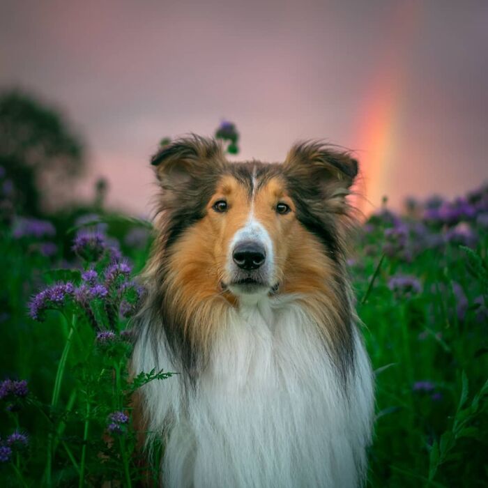 Collie