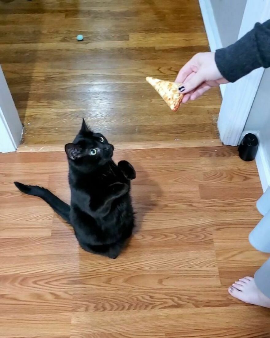 Este gato se hizo viral porque aprendió a pedir de una forma que derrite el corazón de la gente
