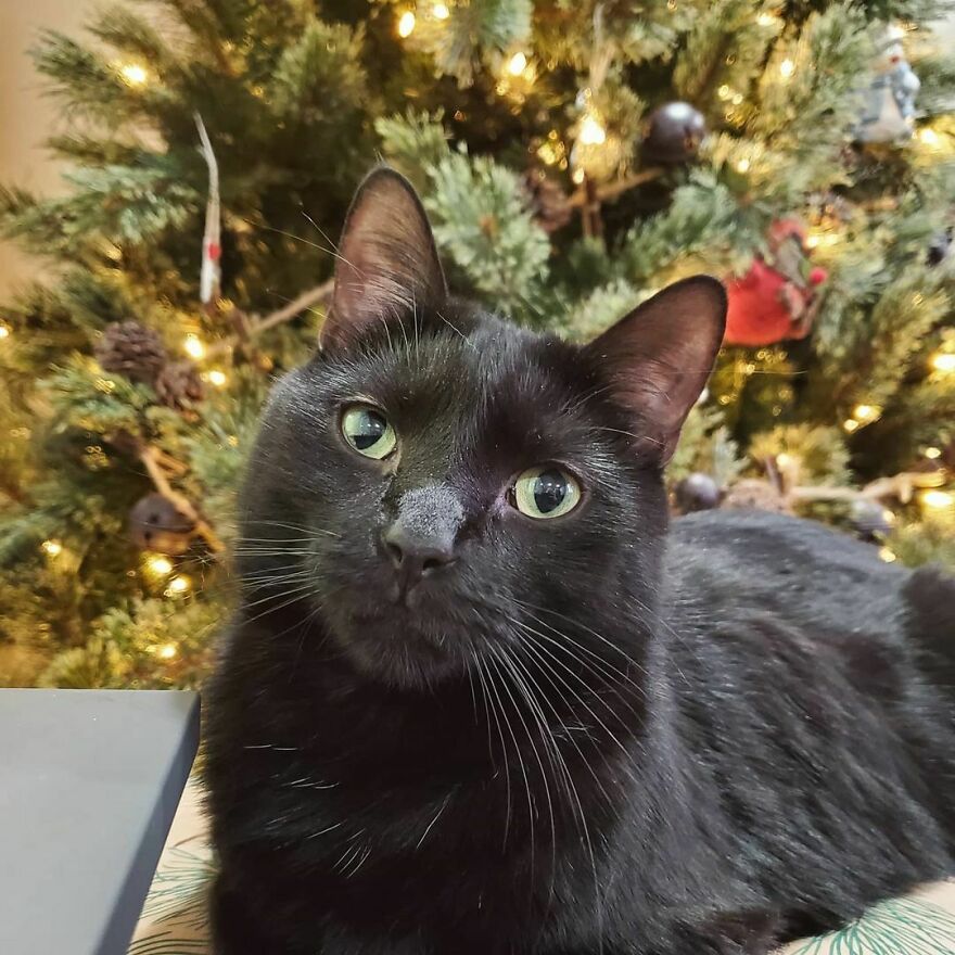 Este gato se hizo viral porque aprendió a pedir de una forma que derrite el corazón de la gente