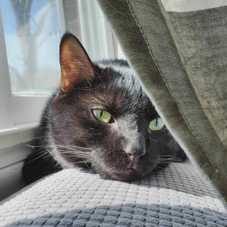 Este gato se hizo viral porque aprendió a pedir de una forma que derrite el corazón de la gente