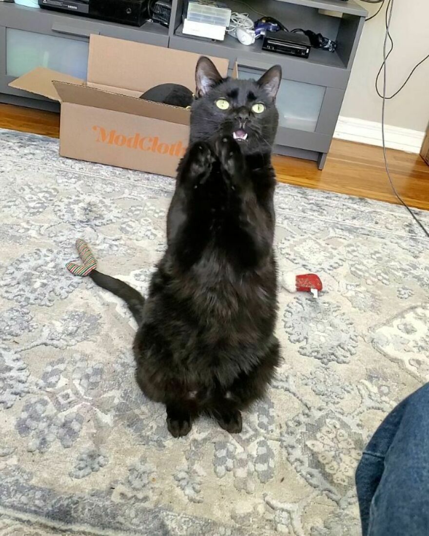 Este gato se hizo viral porque aprendió a pedir de una forma que derrite el corazón de la gente
