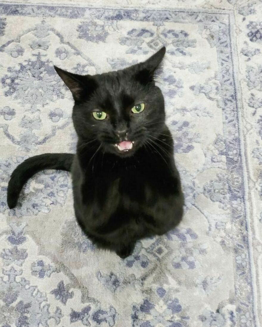 Este gato se hizo viral porque aprendió a pedir de una forma que derrite el corazón de la gente