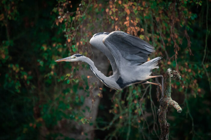 I’ve Spent 5 Years Capturing Perfectly Timed Action Shots Of Animals In Nature (35 Pics)