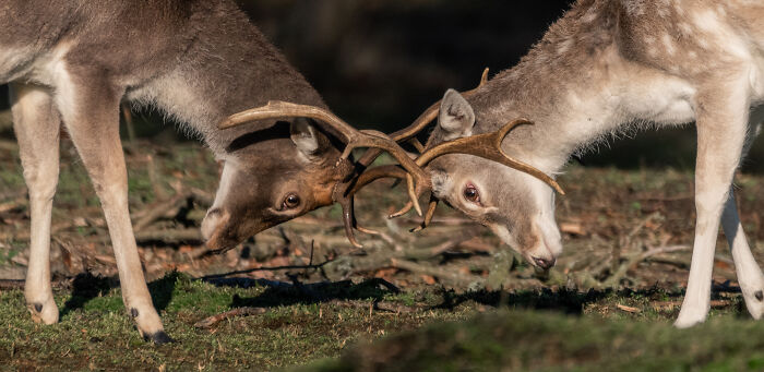 I’ve Spent 5 Years Capturing Perfectly Timed Action Shots Of Animals In Nature (35 Pics)