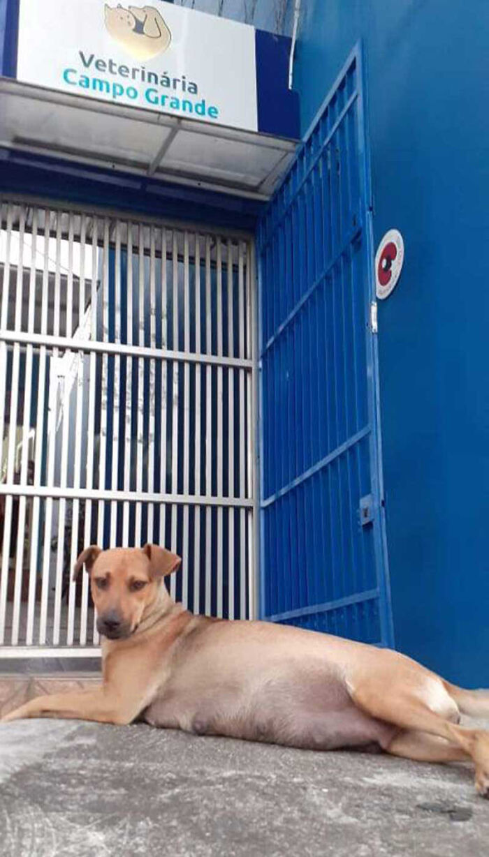 Este papá perro esperó fuera de la clínica veterinaria mientras la madre daba a luz a 6 cachorros