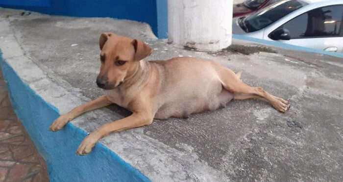Este papá perro esperó fuera de la clínica veterinaria mientras la madre daba a luz a 6 cachorros