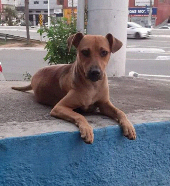 Este papá perro esperó fuera de la clínica veterinaria mientras la madre daba a luz a 6 cachorros