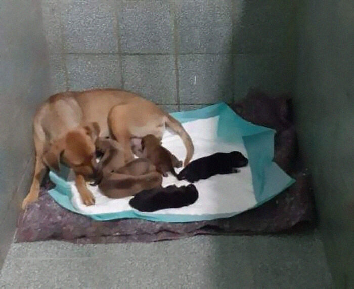 Este papá perro esperó fuera de la clínica veterinaria mientras la madre daba a luz a 6 cachorros