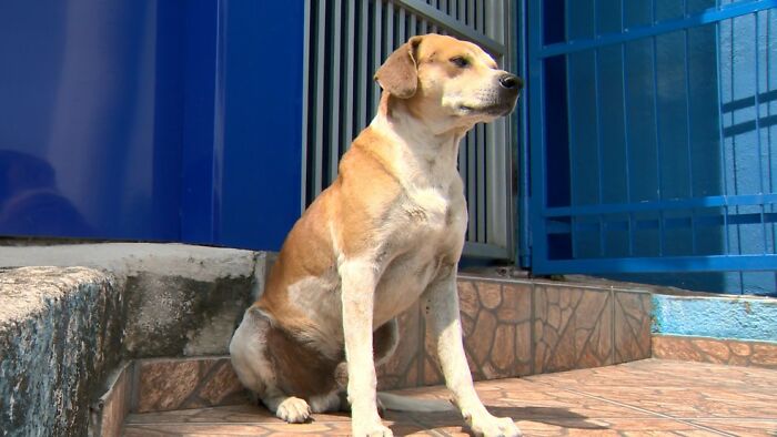 Este papá perro esperó fuera de la clínica veterinaria mientras la madre daba a luz a 6 cachorros