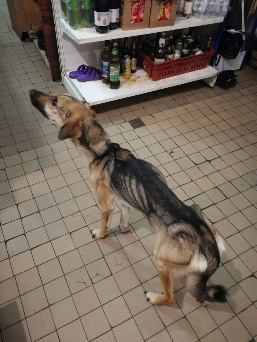 Unos vecinos vieron a este perro atorado en el borde de un balcón, y resultó que intentaba escapar de su dueño abusivo