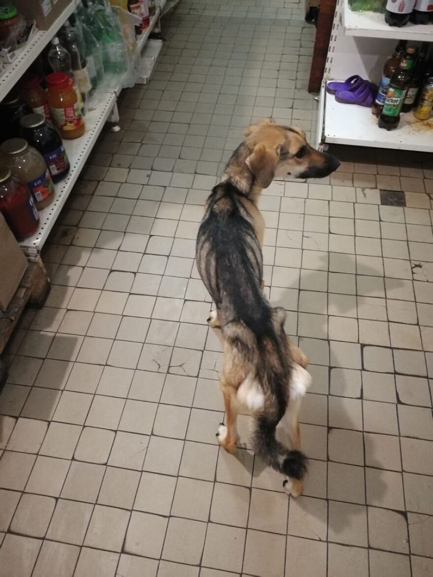 Unos vecinos vieron a este perro atorado en el borde de un balcón, y resultó que intentaba escapar de su dueño abusivo