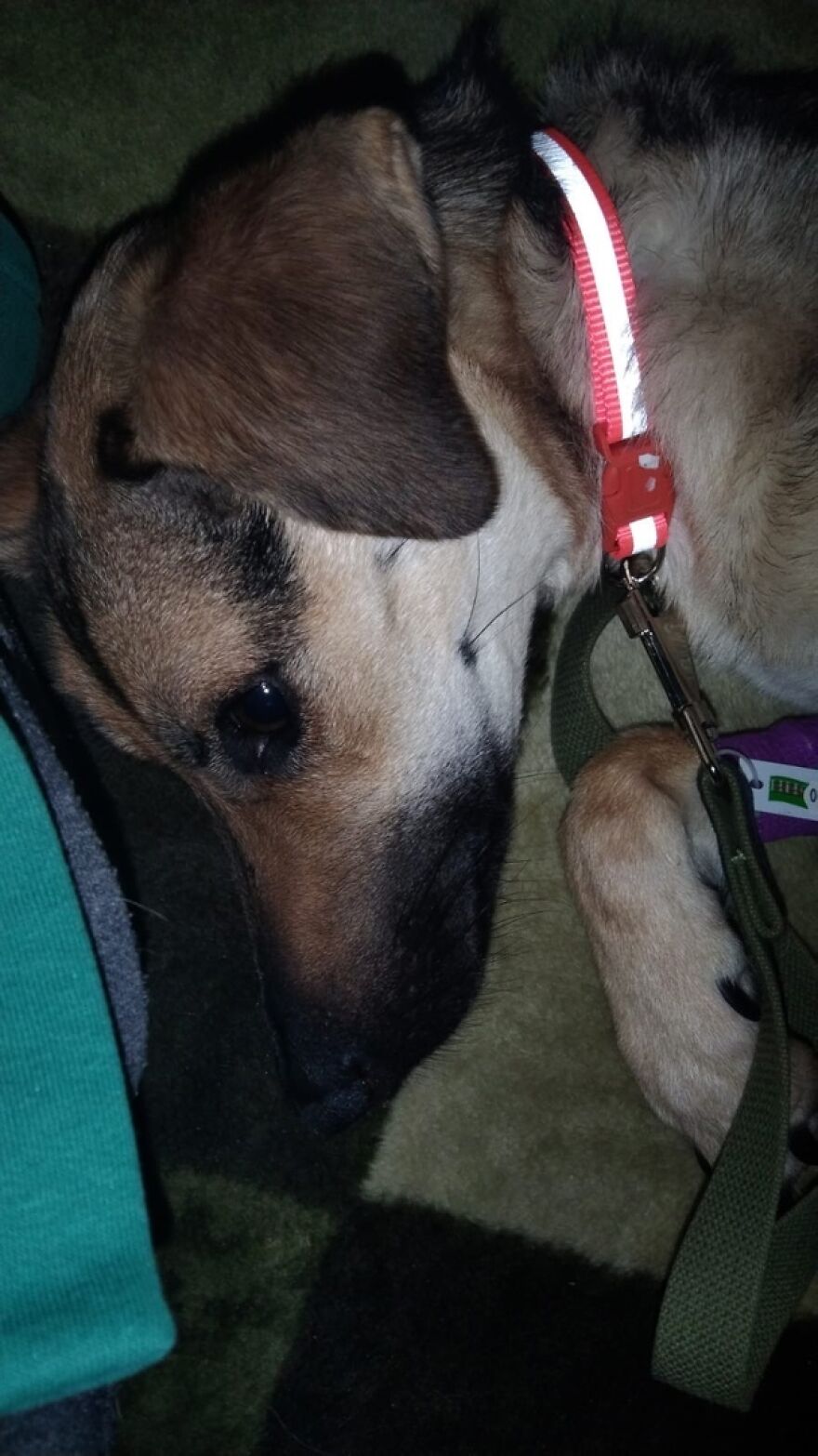 Unos vecinos vieron a este perro atorado en el borde de un balcón, y resultó que intentaba escapar de su dueño abusivo
