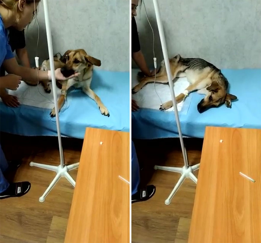 Unos vecinos vieron a este perro atorado en el borde de un balcón, y resultó que intentaba escapar de su dueño abusivo