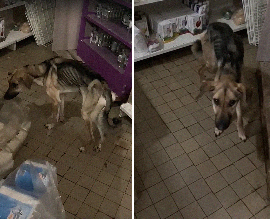 Unos vecinos vieron a este perro atorado en el borde de un balcón, y resultó que intentaba escapar de su dueño abusivo