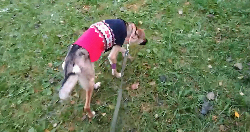 Unos vecinos vieron a este perro atorado en el borde de un balcón, y resultó que intentaba escapar de su dueño abusivo