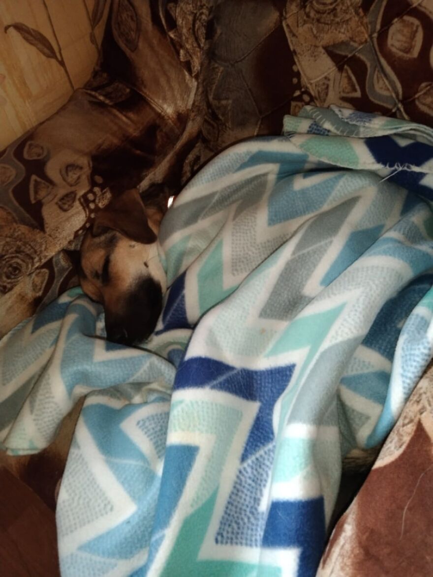 Unos vecinos vieron a este perro atorado en el borde de un balcón, y resultó que intentaba escapar de su dueño abusivo