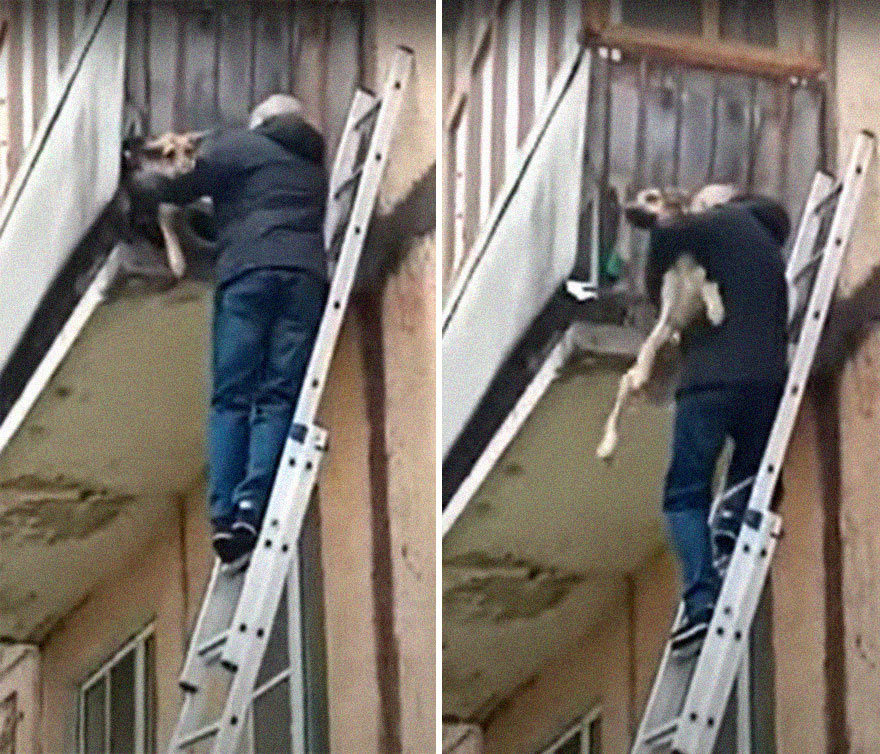Unos vecinos vieron a este perro atorado en el borde de un balcón, y resultó que intentaba escapar de su dueño abusivo